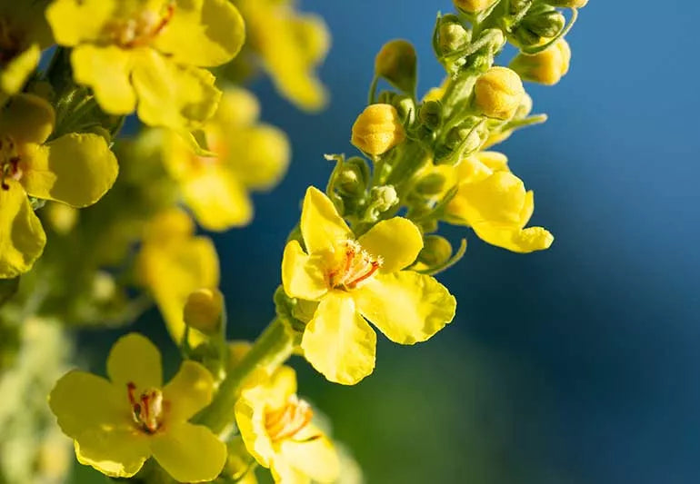 High quality Yellow Mullein Flower seeds for Planting Cut Flower Favorite, Heirloom & GMO Free Seeds for Home Garden seeds pack