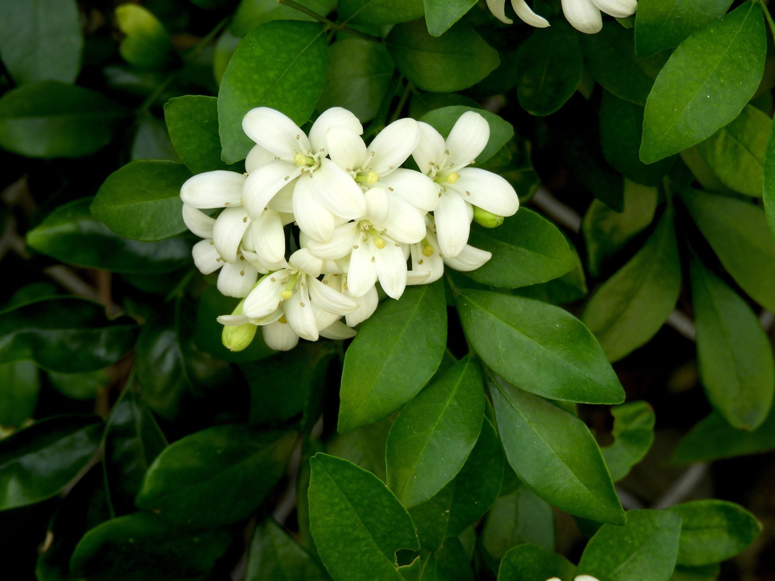Premium White Murraya Paniculata Flower seeds for Planting Long Bloom Season, Heirloom & GMO Free Seeds for Home Garden seeds