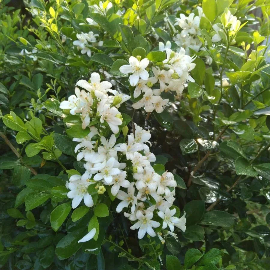 High quality Murraya Paniculata Flower seeds for Planting Long Bloom Season Heirloom & GMO Free Seeds for Home Garden seeds pack