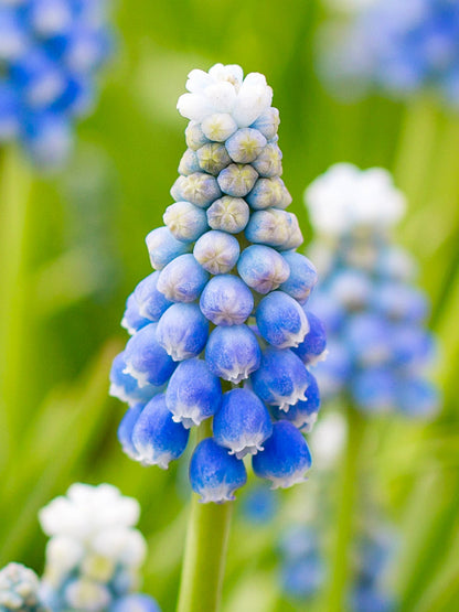 Hyacinth Flower seeds for Planting Sun Loving Heirloom & GMO Free Seeds for Home Garden 
 
 Sale for planting in home garden