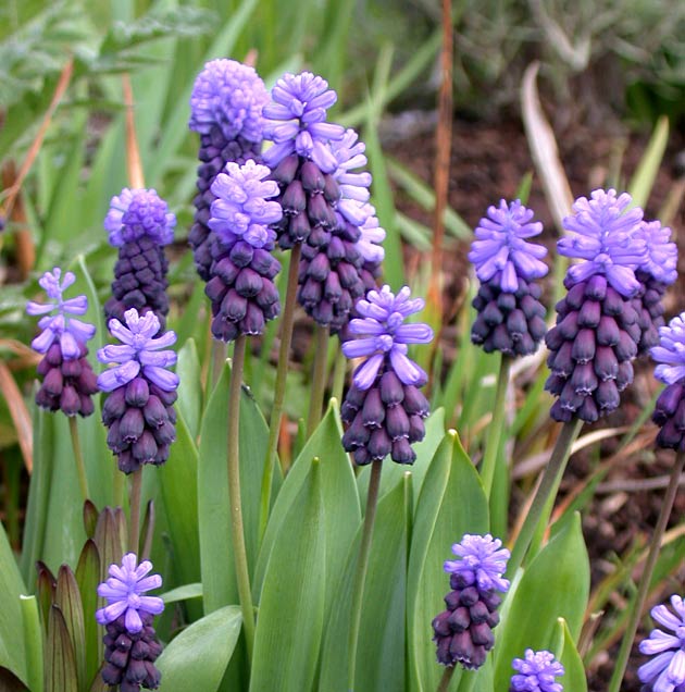 Latifolium Flower seeds for Planting Wildflower Mix Heirloom & GMO Free Seeds for Home Garden