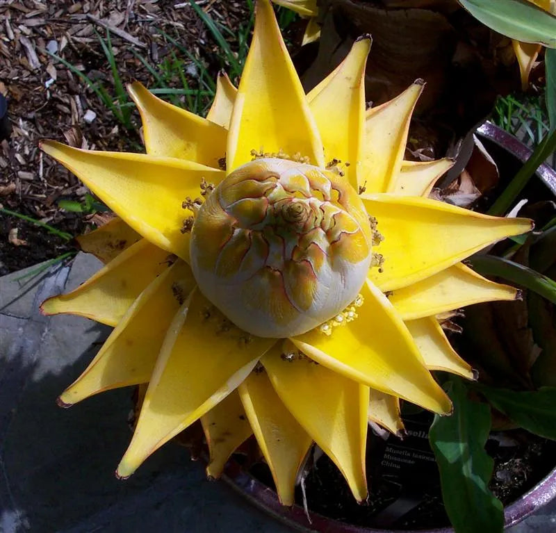 Heirloom Musella Lasiocarpa Flower seeds for Planting Sun Loving Heirloom & GMO Free Seeds for Home Garden