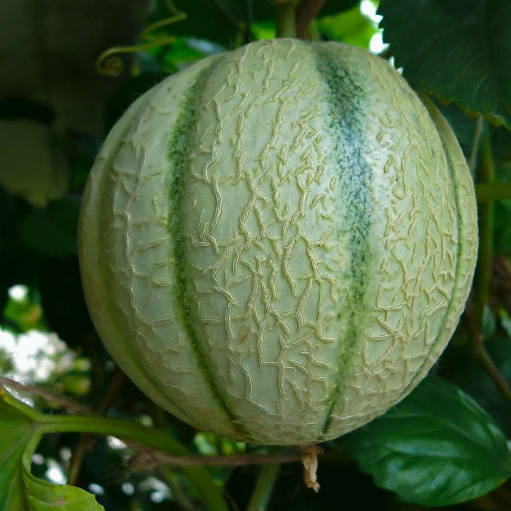 Musk Melon Seeds for Planting Sweet Fruits