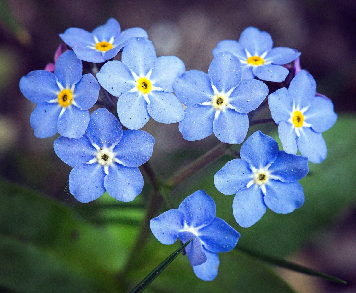 Myosotis Blue Seeds for Planting