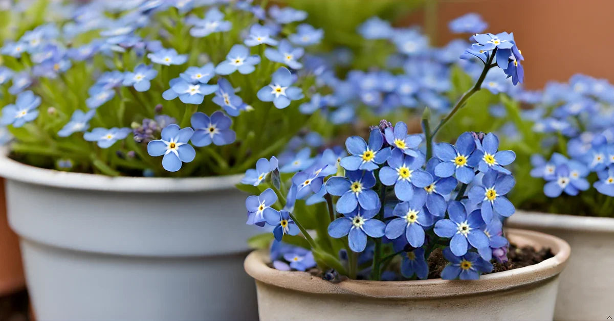 Myosotis Sylvatica Flower seeds for Planting - Pollinator Friendly, Heirloom & GMO Free Seeds for Home Garden