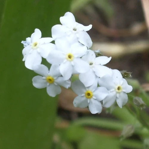 White Myosotis Flower seeds for Planting Long Bloom Season, Heirloom & GMO Free Seeds for Home Garden seeds for home gardening