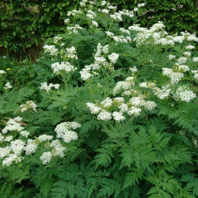 Myrrhis Odorata Flower seeds for Planting Seasonal Bloomer Heirloom & GMO Free Seeds for Home Garden
