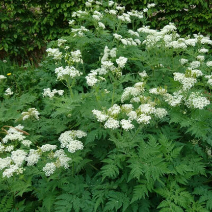 Myrrhis Odorata Flower seeds for Planting Seasonal Bloomer Heirloom & GMO Free Seeds for Home Garden