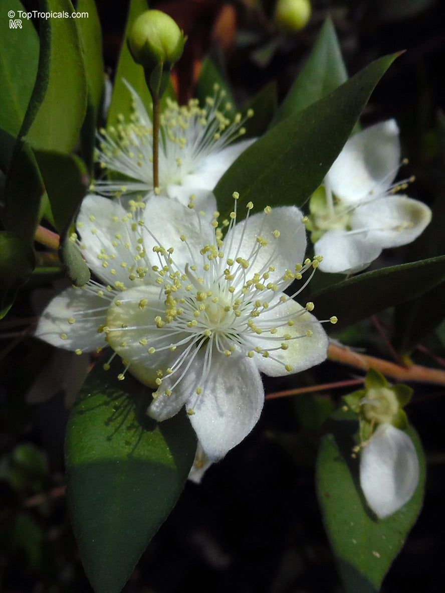 Myrtle Flower seeds for Planting Fragrant Blossoms, Heirloom & GMO Free Seeds for Home Garden vegetable and garden seeds