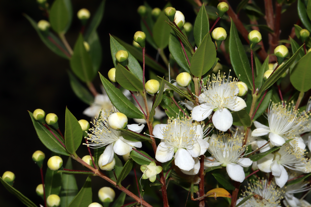 Premium Myrtle Flower seeds for Planting Fragrant Blossoms, Heirloom & GMO Free Seeds for Home Garden seeds