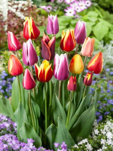 High quality Tulips Flower seeds for Planting Long Bloom Season, Heirloom & GMO Free Seeds for Home Garden seeds pack
