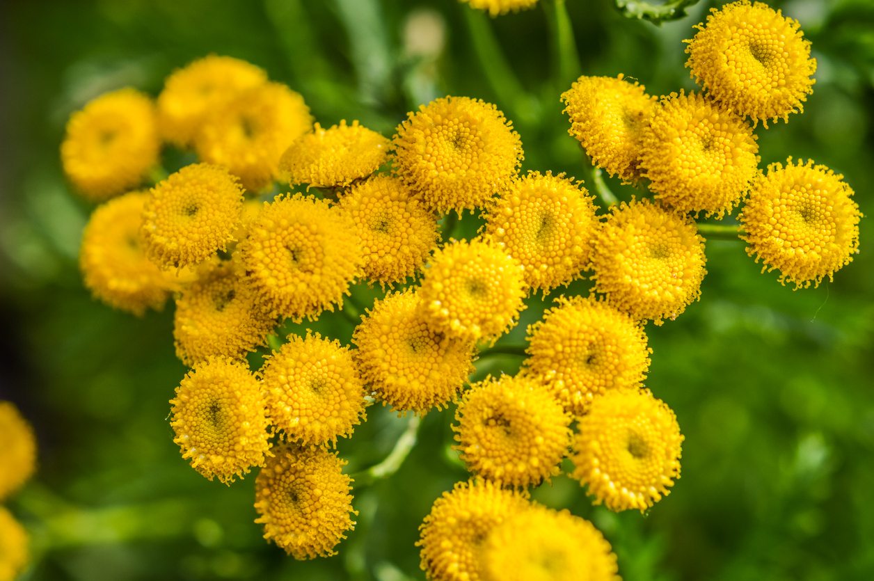 Tansy Flower seeds for Planting Compact Growth Heirloom & GMO Free Seeds for Home Garden