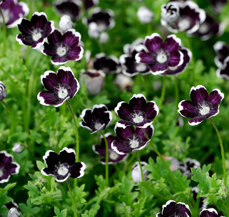 Premium Black Menziesii Flower Seeds for Planting Heirloom, Non GMO, High Germination Border Garden Seeds seeds