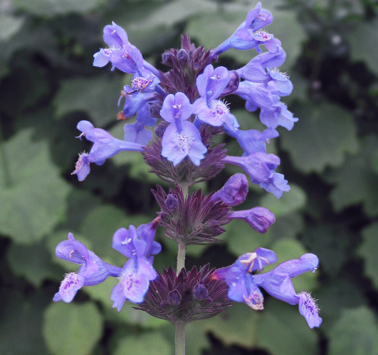 Nepeta Flower seeds for Planting Low Maintenance Heirloom & GMO Free Seeds for Home Garden