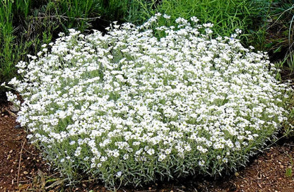 Carpet Flower seeds for Planting Colorful Display Heirloom & GMO Free Seeds for Home Garden