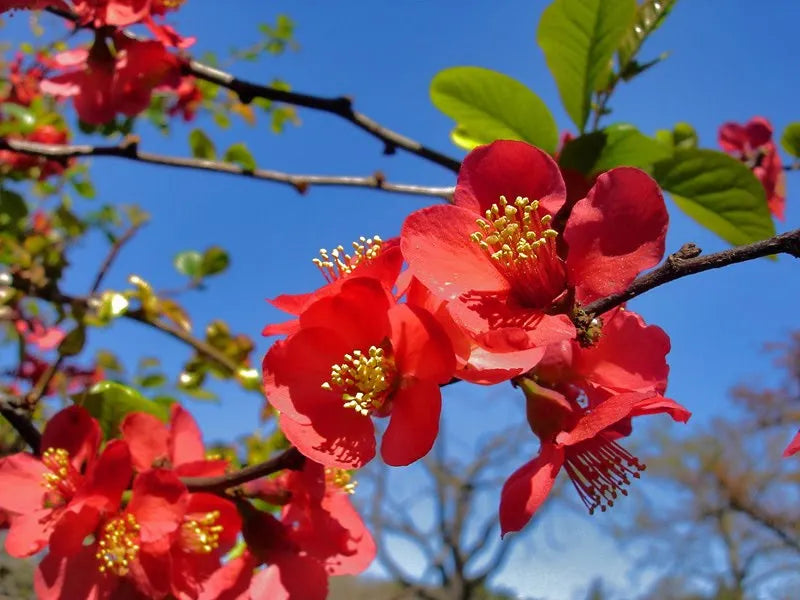 Red Chaenomeles Japonica Flower seeds for Planting - Bright Blooms, Heirloom & GMO Free Seeds for Home Garden