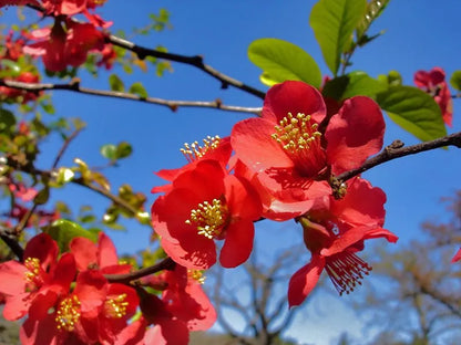 Red Chaenomeles Japonica Flower seeds for Planting - Bright Blooms, Heirloom & GMO Free Seeds for Home Garden