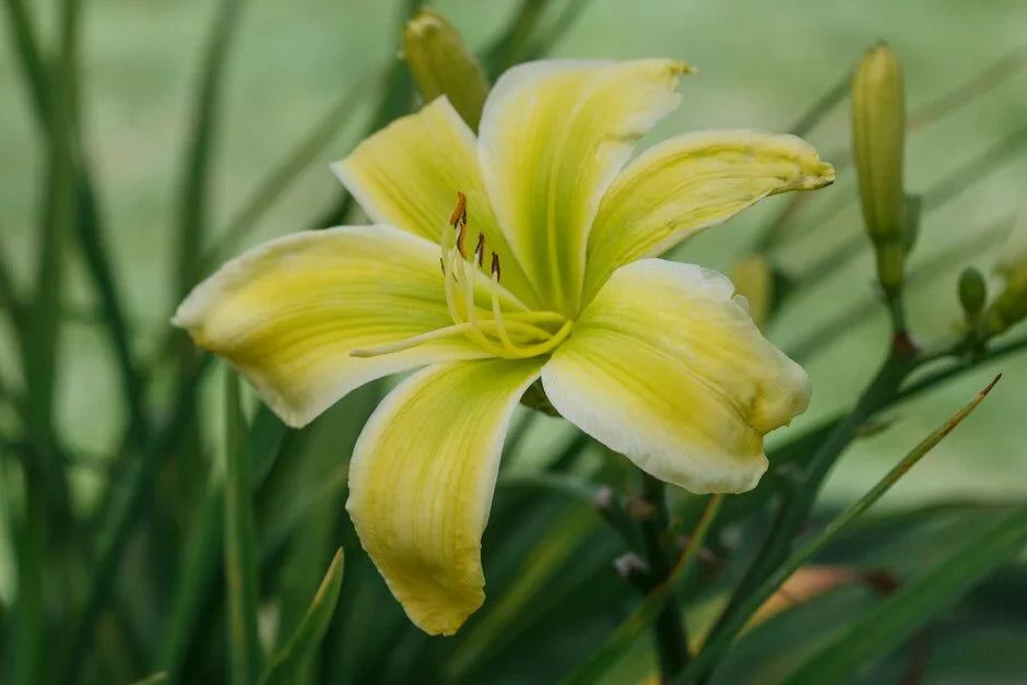 Premium Light Green Hemerocallis Flower seeds for Planting Cottage Garden Essential, Heirloom & GMO Free Seeds for Home Garden seeds
