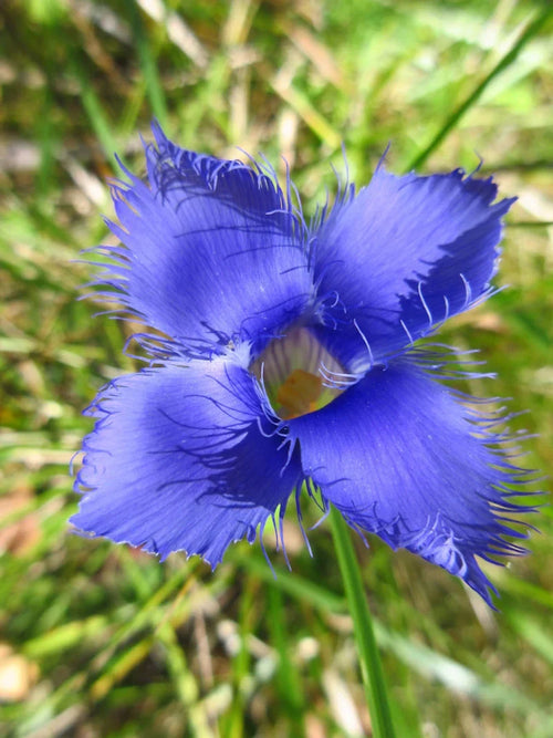 Premium Blue Gentian Fringed Flower seeds for Planting Fragrant Blossoms, Heirloom & GMO Free Seeds for Home Garden seeds