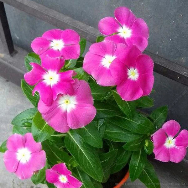 Pink Vinca Rosea Flower seeds for Planting Shade Tolerant, Heirloom & GMO Free Seeds for Home Garden seeds for planting