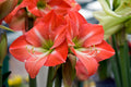 White Orange Amaryllis Flower seeds for Planting Bright Blooms, Heirloom & GMO Free Seeds for Home Garden seeds for planting