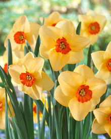 High quality Orange Yellow Daffodil Flower seeds for Planting Shade Tolerant, Heirloom & GMO Free Seeds for Home Garde seeds pack