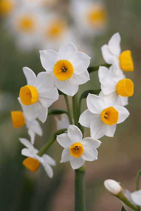 Narcissus Flower seeds for Planting Premium Quality Heirloom & GMO Free Seeds for Home Garden seeds for planting