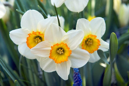 Daffodil Narcissus Flower seeds for Planting, Drought Tolerant Heirloom & GMO Free Seeds for Home Garden