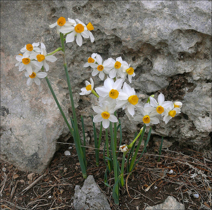 Narcissus Tazetta Flower seeds for Planting Wildflower Mix Heirloom & GMO Free Seeds for Home Garden