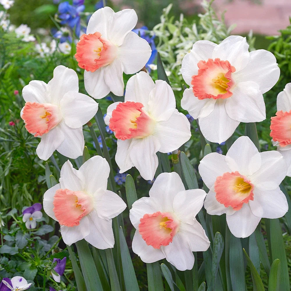 High quality Pale Pink Narcissus Flower seeds for Planting Shade Tolerant, Heirloom & GMO Free Seeds for Home Garden seeds pack