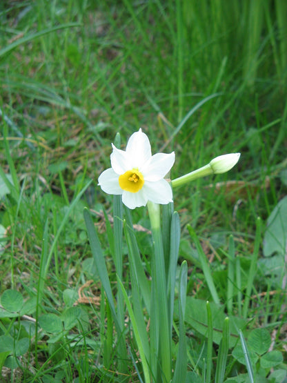 Narcissus Tazetta Flower seeds for Planting Wildflower Mix Heirloom & GMO Free Seeds for Home Garden
