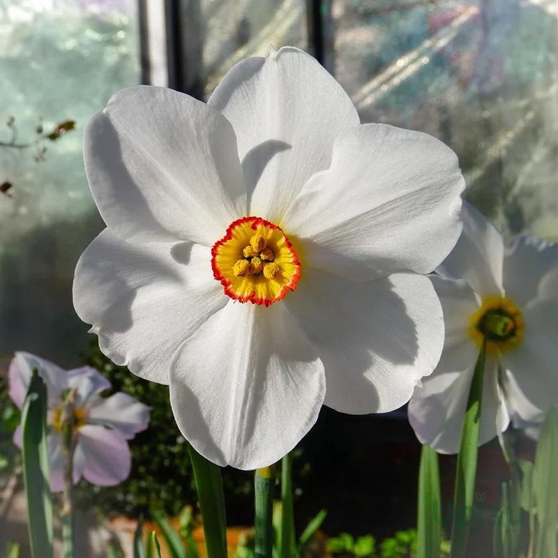 High quality Narcissus Flower seeds for Planting Premium Quality Heirloom & GMO Free Seeds for Home Garden seeds pack