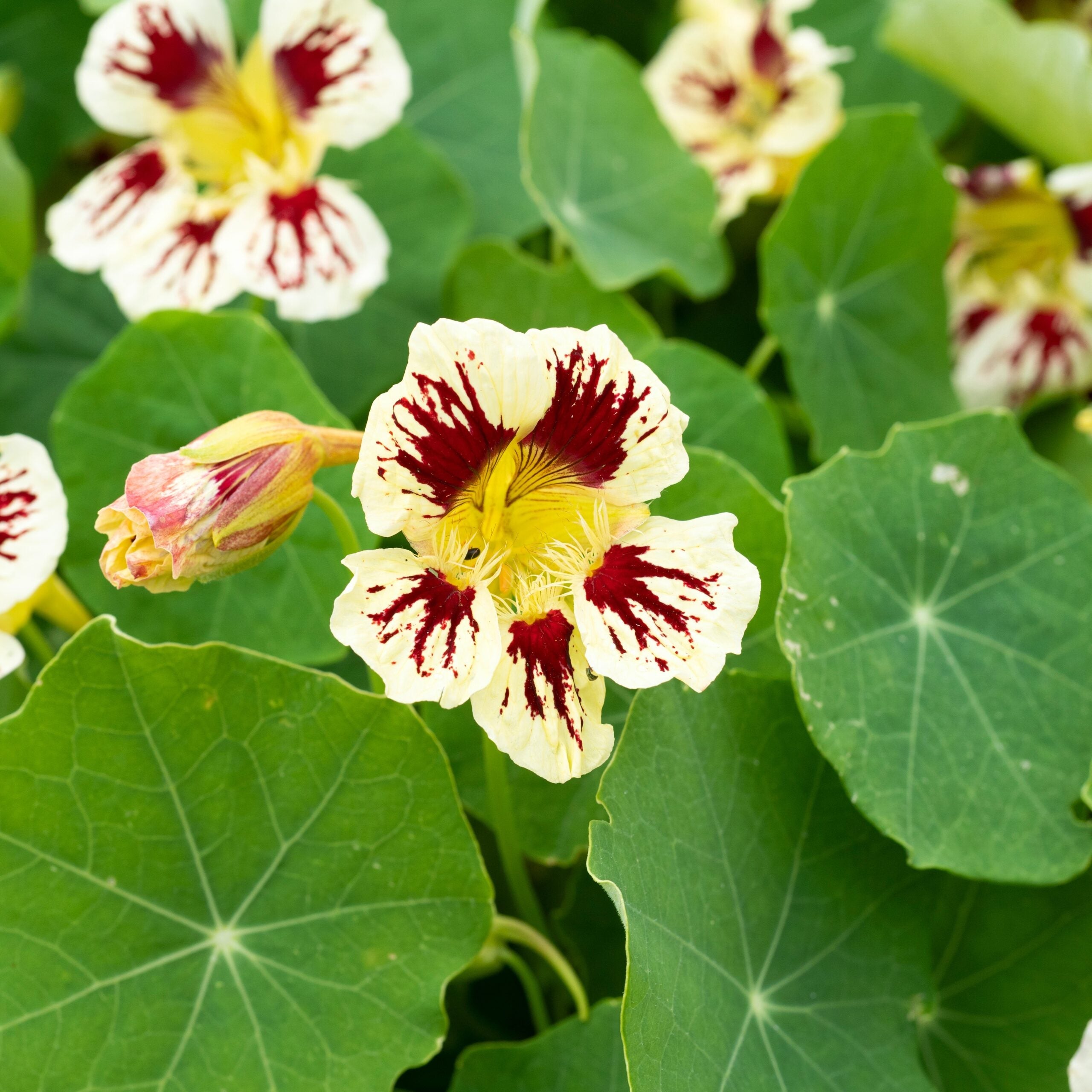 Cream Ladybird Flower seeds for Planting Wildflower Mix, Heirloom & GMO Free Seeds for Home Garden vegetable and garden seeds