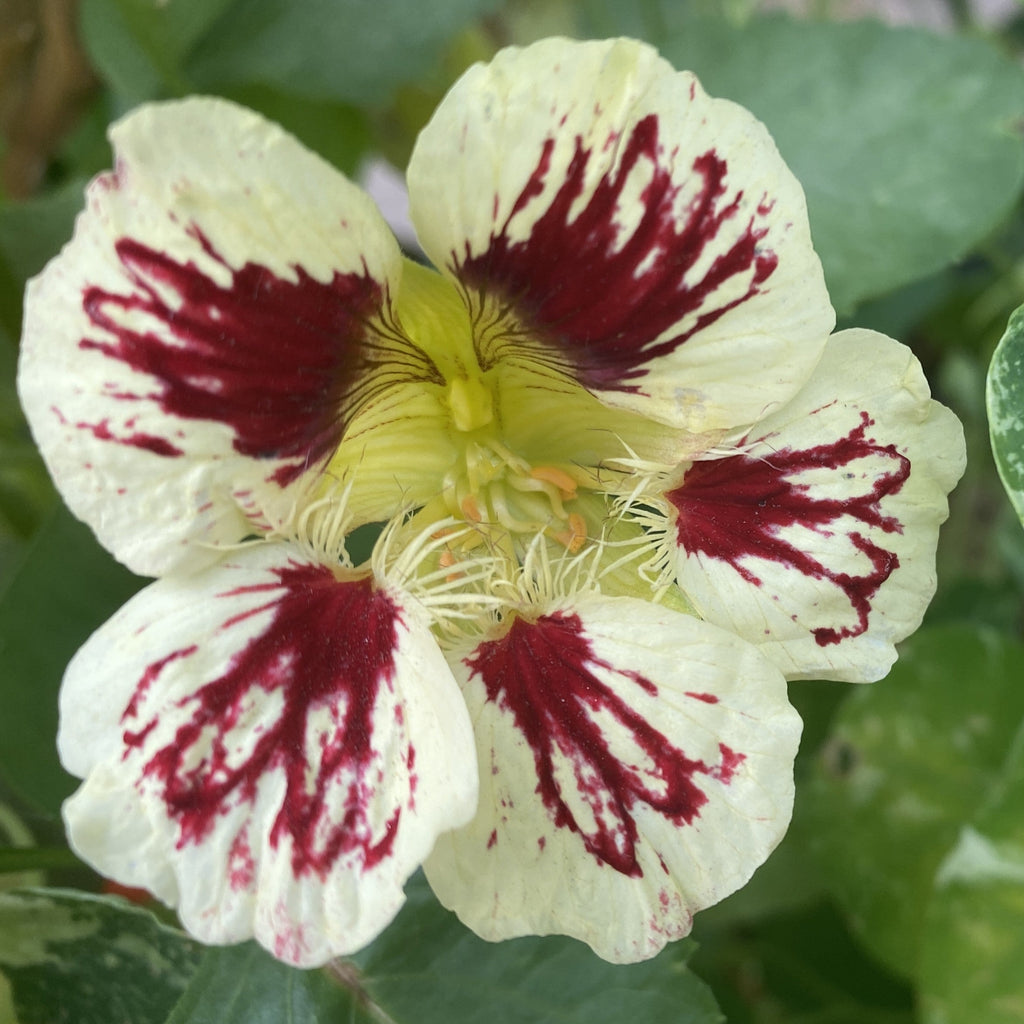 Premium Cream Ladybird Flower seeds for Planting Wildflower Mix, Heirloom & GMO Free Seeds for Home Garden seeds