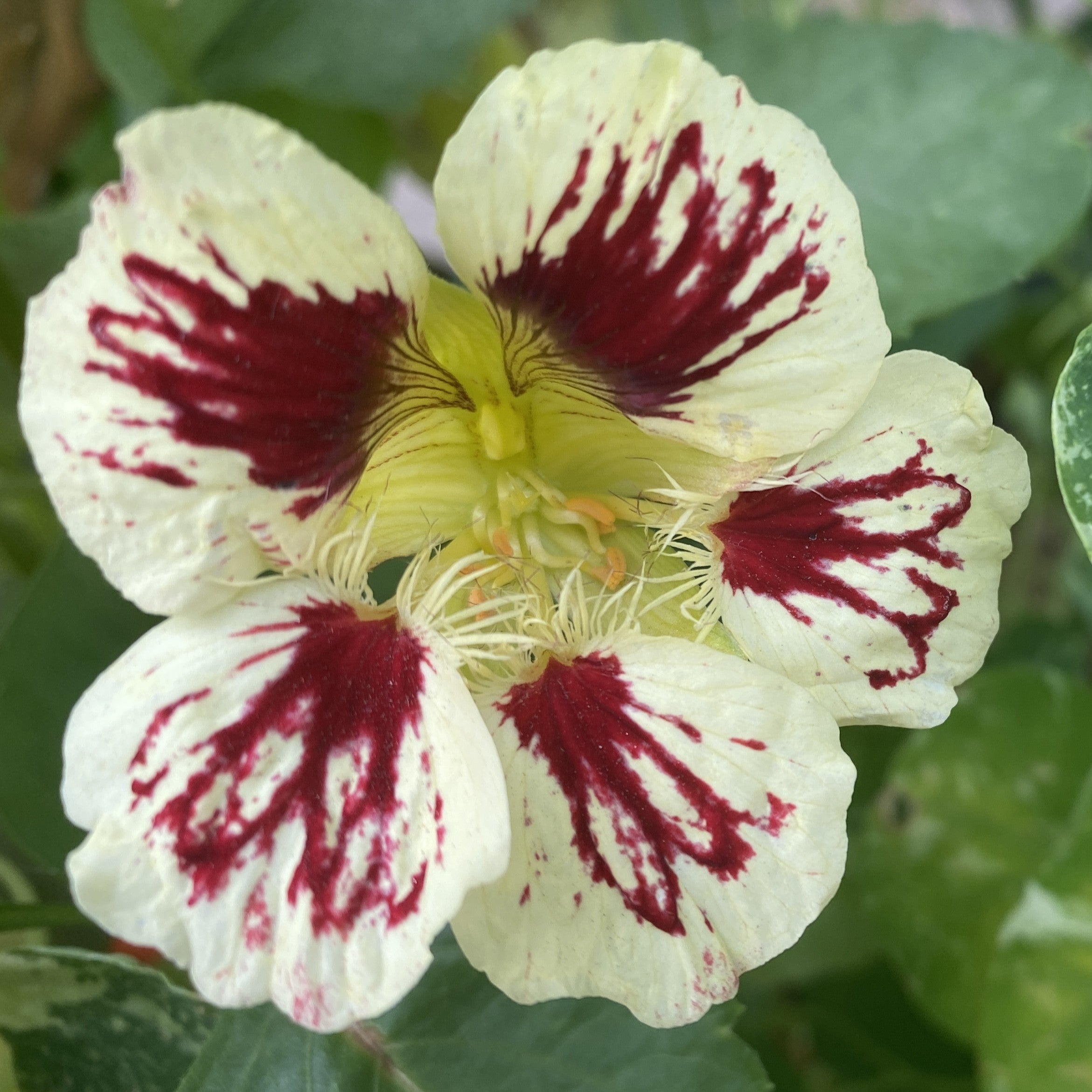 Premium Cream Ladybird Flower seeds for Planting Wildflower Mix, Heirloom & GMO Free Seeds for Home Garden seeds