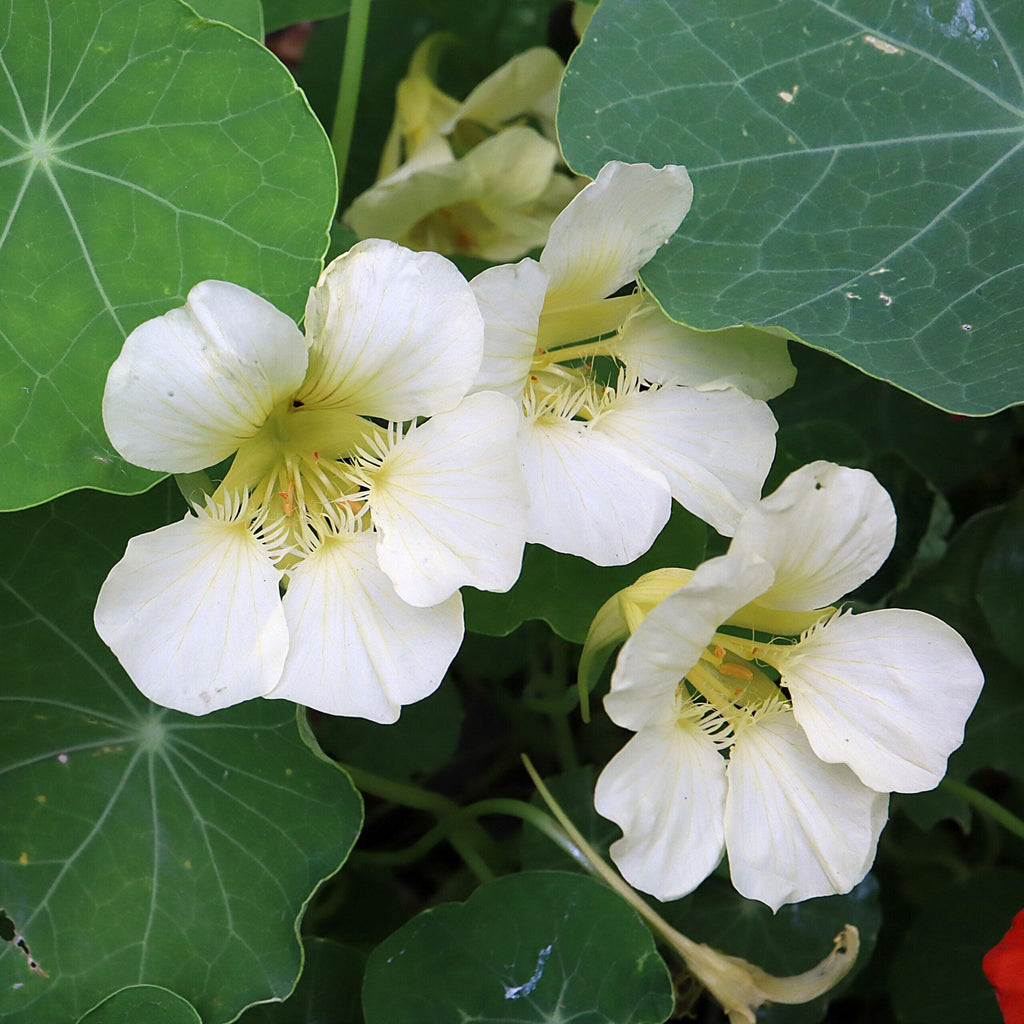 Premium Yellow White Milkmaid Flower seeds for Planting Fragrant Blossoms, Heirloom & GMO Free Seeds for Home Garden seeds