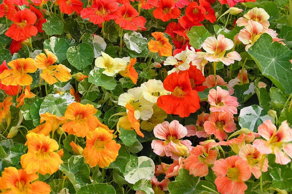 Nasturtium Flower seeds for Planting Cottage Garden Essential, Heirloom & GMO Free Seeds for Home Garden vegetable and garden seeds