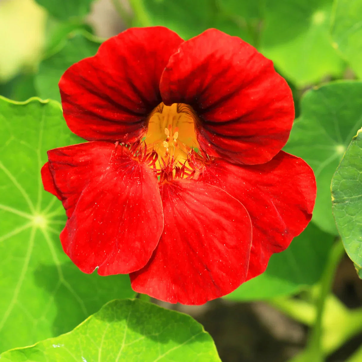 Nasturtium Flower seeds for Planting Garden Favorite Heirloom & GMO Free Seeds for Home Garden