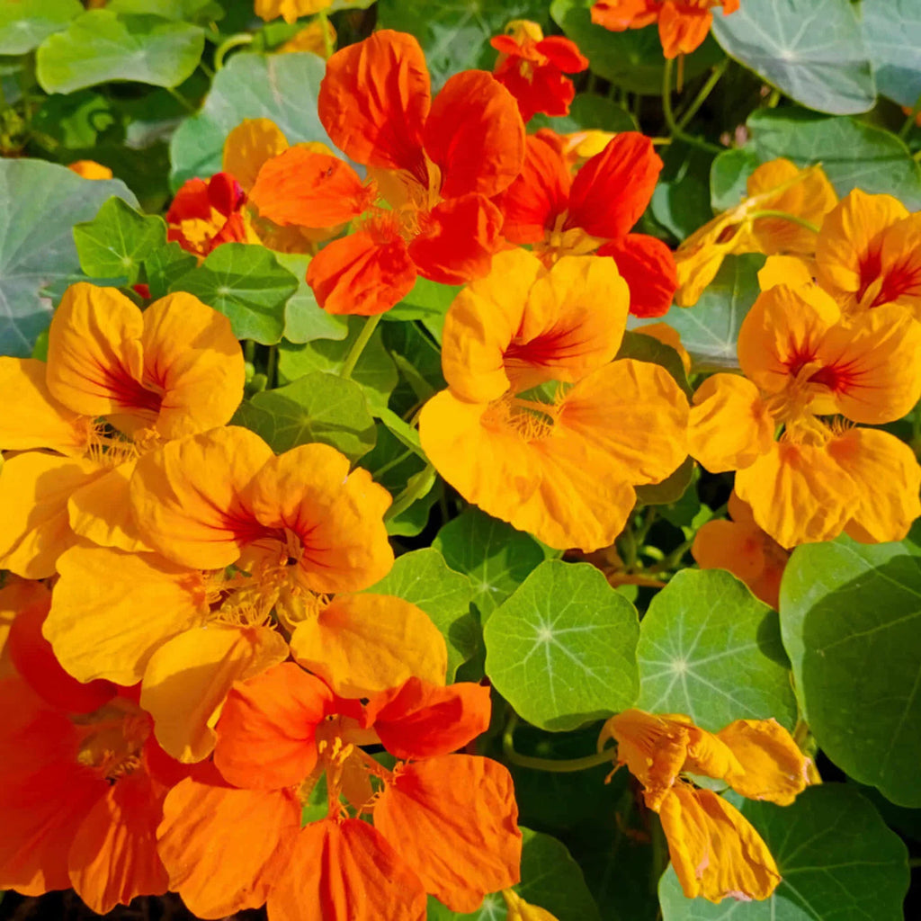 Yellow Red Nasturtium Flower seeds for Planting Fragrant Blossoms, Heirloom & GMO Free Seeds for Home Garden vegetable and garden seeds