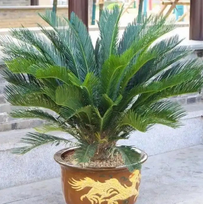 Green Cycads Flower seeds for Planting - Colorful Display, Heirloom & GMO Free Seeds for Home Garden