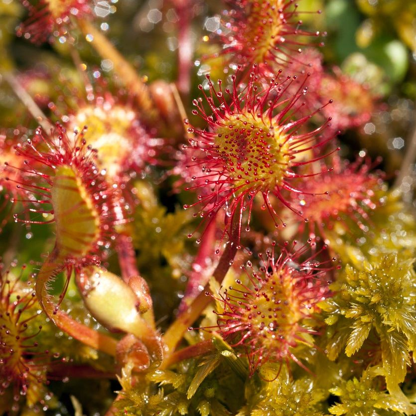 Green Hardy Sundew Flower seeds for Planting Garden Favorite, Heirloom & GMO Free Seeds for Home Garden vegetable and garden seeds