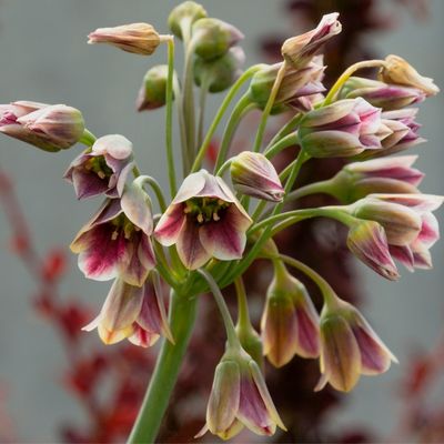 High quality Nectaroscordum Flower seeds for Planting Fragrant Blossoms, Heirloom & GMO Free Seeds for Home Garden seeds pack