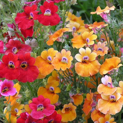 Heirloom Nemesia Carnival Mix Flower seeds for Planting Bright Blooms Heirloom & GMO Free Seeds for Home Garden