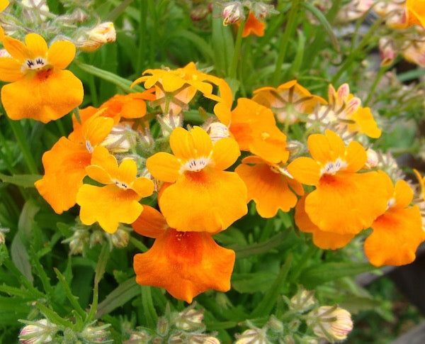 Orange Nemesia Flower seeds for Planting Seasonal Bloomer, Heirloom & GMO Free Seeds for Home Garden seeds for planting