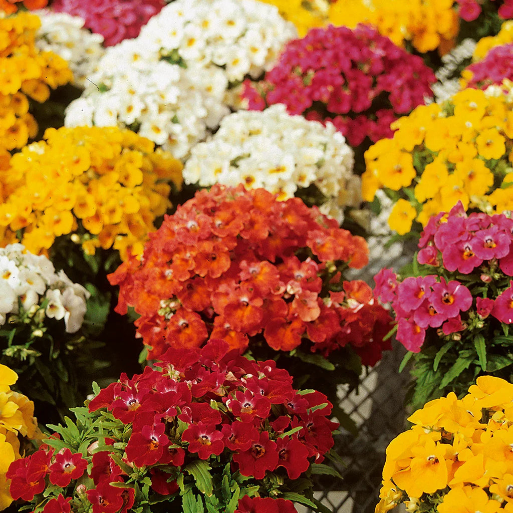 Premium Mixed Nemesia Carnival Flower seeds for Planting Bright Blooms, Heirloom & GMO Free Seeds for Home Garden seeds
