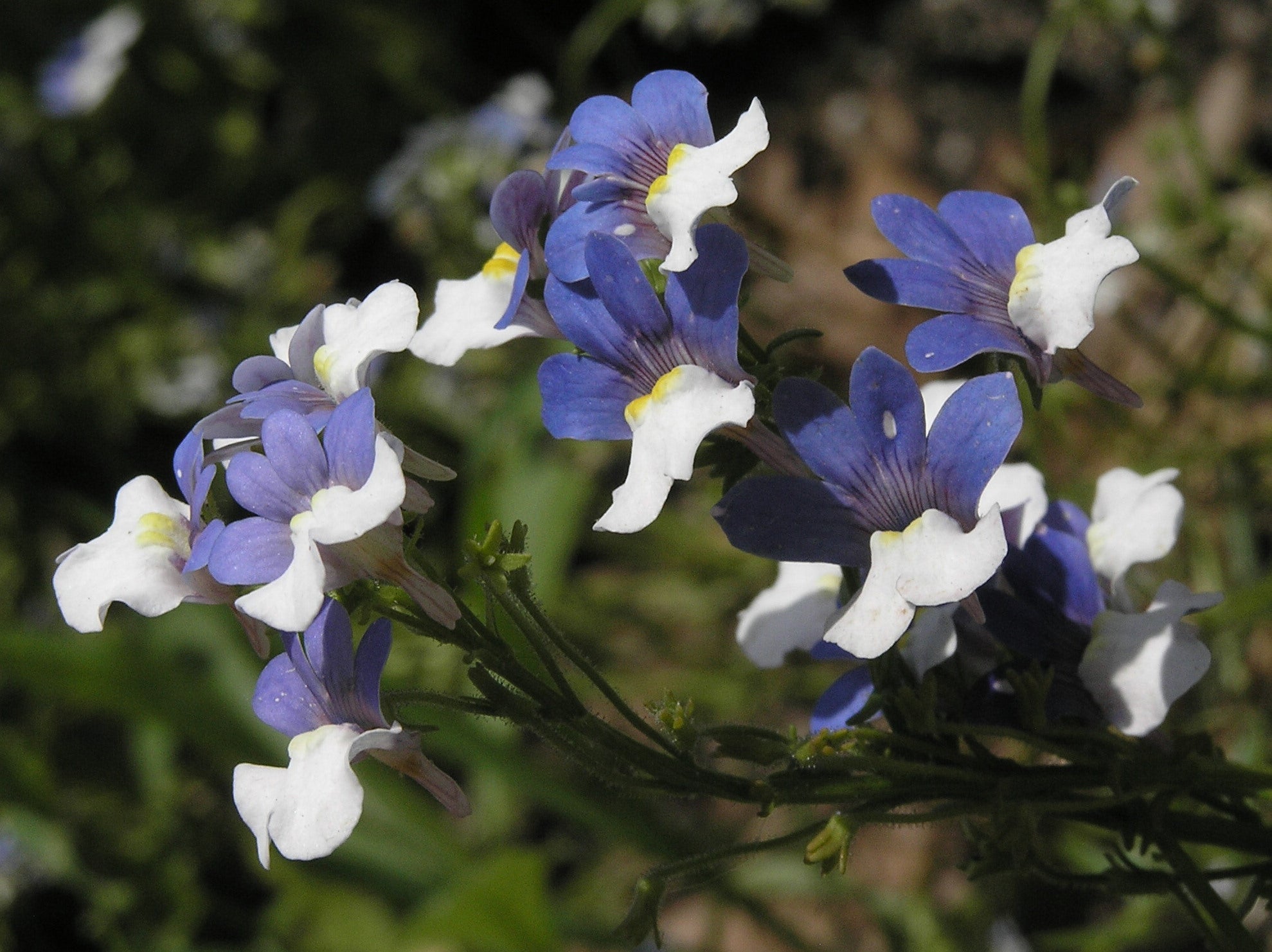Premium Nemesia Strumosa Flower seeds for Planting Cottage Garden Essential Heirloom & GMO Free Seeds for Home Garden seeds