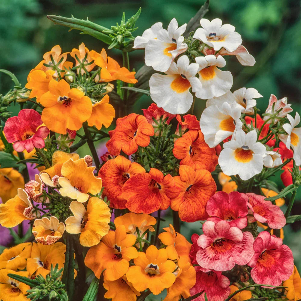 Premium Mixed Carnival Flower seeds for Planting Fragrant Blossoms, Heirloom & GMO Free Seeds for Home Garden seeds