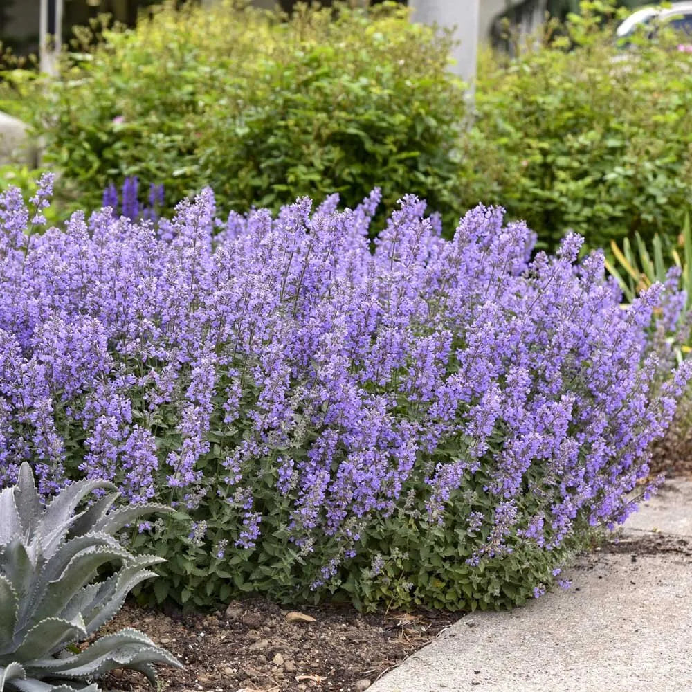 Nepeta Racemosa Flower seeds for Planting Shade Tolerant, Heirloom & GMO Free Seeds for Home Garden vegetable and garden seeds