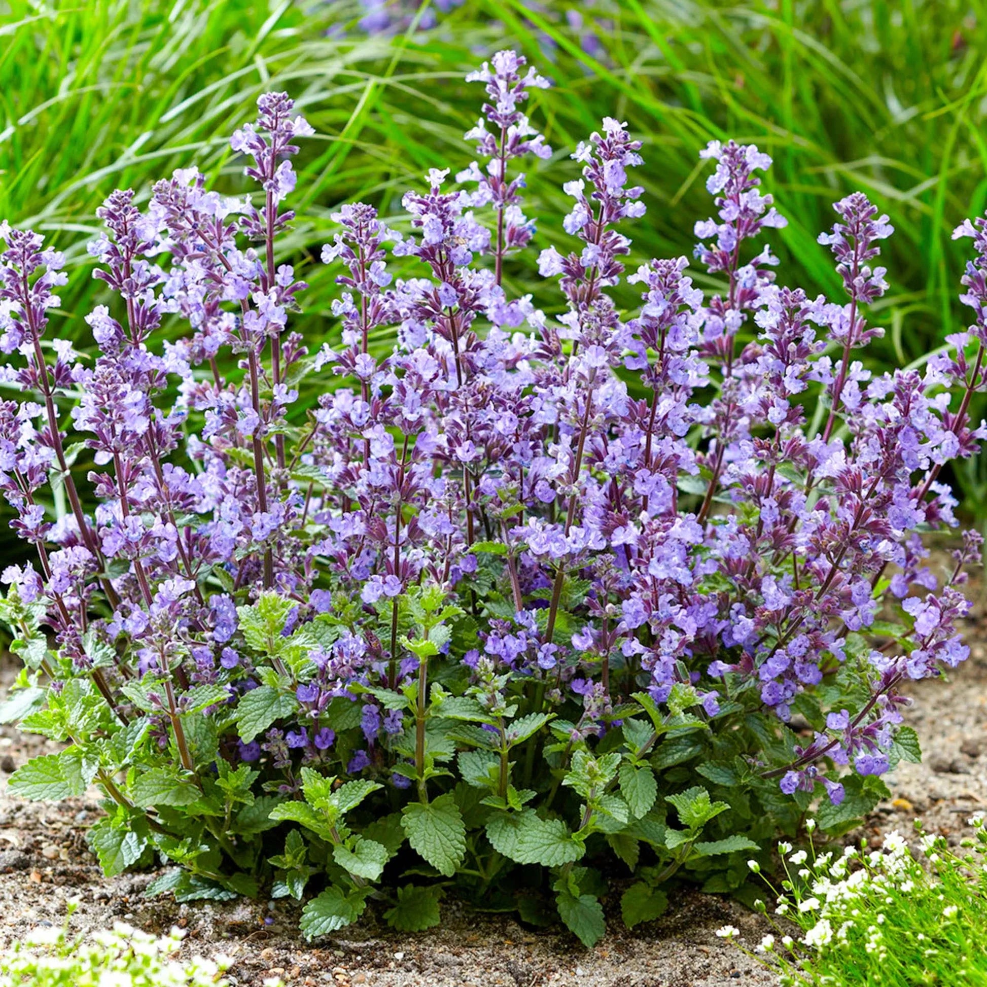 Premium Blue Catmint Flower Seeds for Planting Heirloom, Non GMO, High Germination Organic Garden Seeds seeds