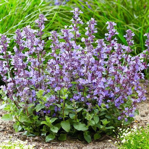 Premium Blue Catmint Flower Seeds for Planting Heirloom, Non GMO, High Germination Organic Garden Seeds seeds